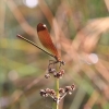 IMG_1675_Calopteryx_haemorrhoidalis